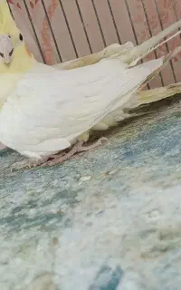عروس ماده آماده جفت کردن