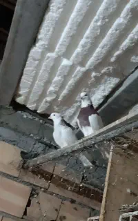 ۴عدد کبوتر طوقی