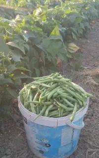 لوبیا سبز