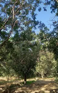 به گردوتکان ماهر و کارگر هرس درخت نیاز دارم
