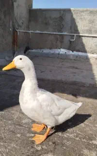 اردک