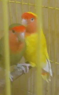 طوطی بر زیلی نر  ماده