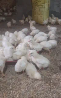 جوجه