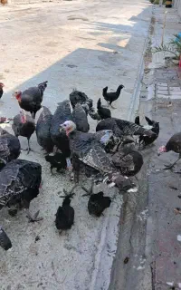 بوقلمون