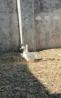 اردک