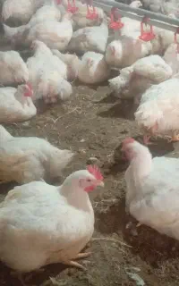 کارگر ساده