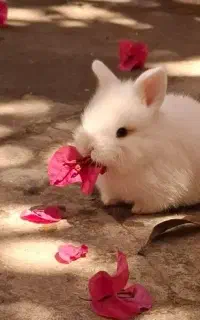 بچه خرگوش