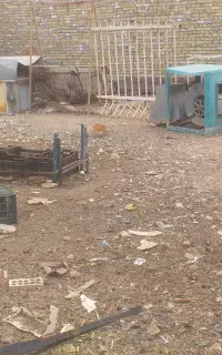 سگ پاکوتاه سفید
