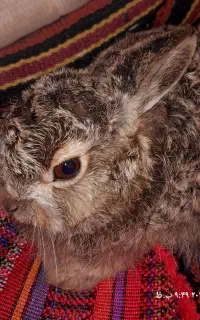الیگودرز