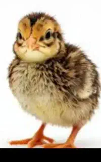 جوجه بلدرچین ۱روزه