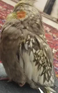 عروس هلندی گمشده