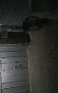 سگ گله