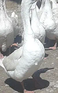 قوغاز