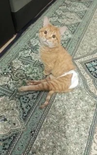 گربه