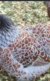 جوجه های ۳ ماهه ویاندونت نارنجی