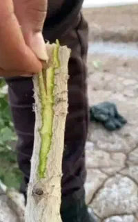 پیوند درخت