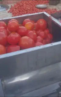 آبگیری گوجه و انگور در محل با کمترین قیمت