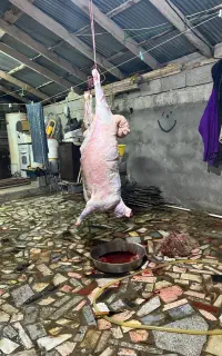 فروش انواع گوشت گوسفند و بره