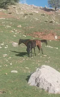 فروشی