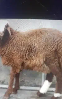 قصاب
