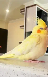 گمشده.عروس هلندی