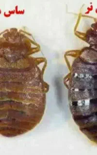 سمپاشی منازل بهداشت حرفه ای سم پاشی