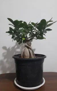 جنسینگ بزرگ قیمت ۶۰۰