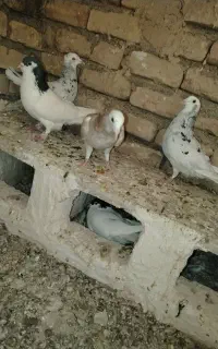 هفترنگ