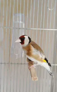 سهره مست بخون