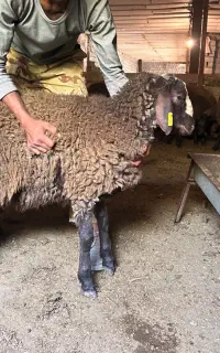 بره همو و هترو