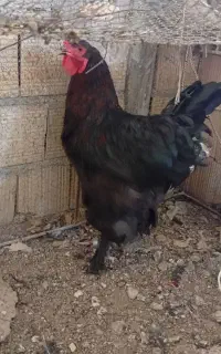 مرغ وخروس برهما