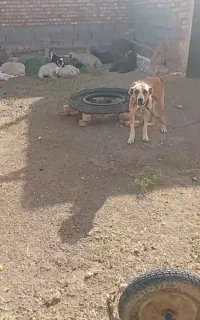 سگ گلی نگهبان