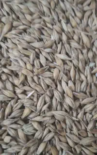 جومحلی کیسه زده