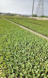 پایه بادامی زرندنهال پسته