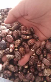 بزر تخم  خارجی کرچک برای کاشت یا روغن گیری
