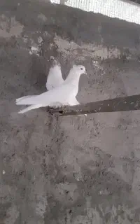 کبوتر