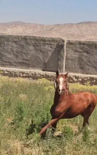 اسب درشورای