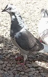 چنتا کبوتر اث