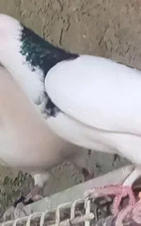 ابلغ گمشده