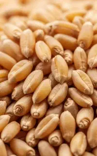 گندم سه دهه برای پخت نان