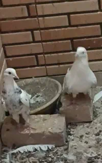 کفتر ساعت بالا
