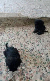 دو عدد توله دوماهه تریر
