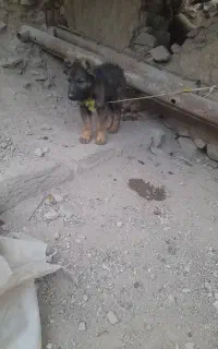 توله سگ