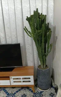 گل کاکتوس