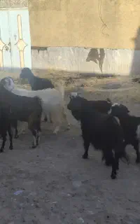 بز و بزغاله