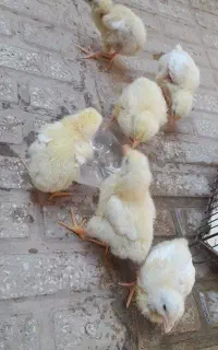 جوجه گوشتی