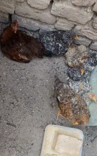 جوجه ۴ ماهه