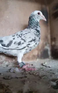 سار ماده