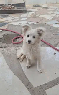 سگ پاپی