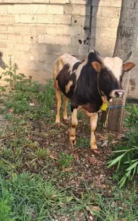 گاو،ورزاکوله عروسک